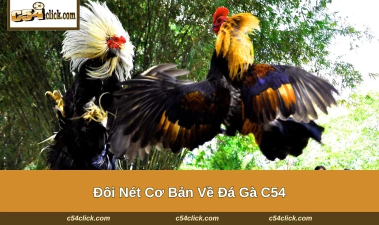 da ga c54 1 Đôi nét cơ bản về sảnh cược đá gà C54