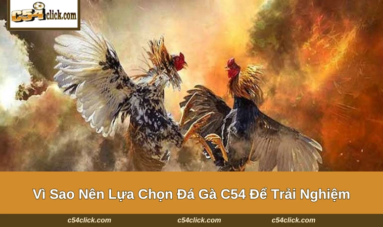 da ga c54 2 Những điểm mạnh nổi trội của sảnh chơi được lòng hội viên
